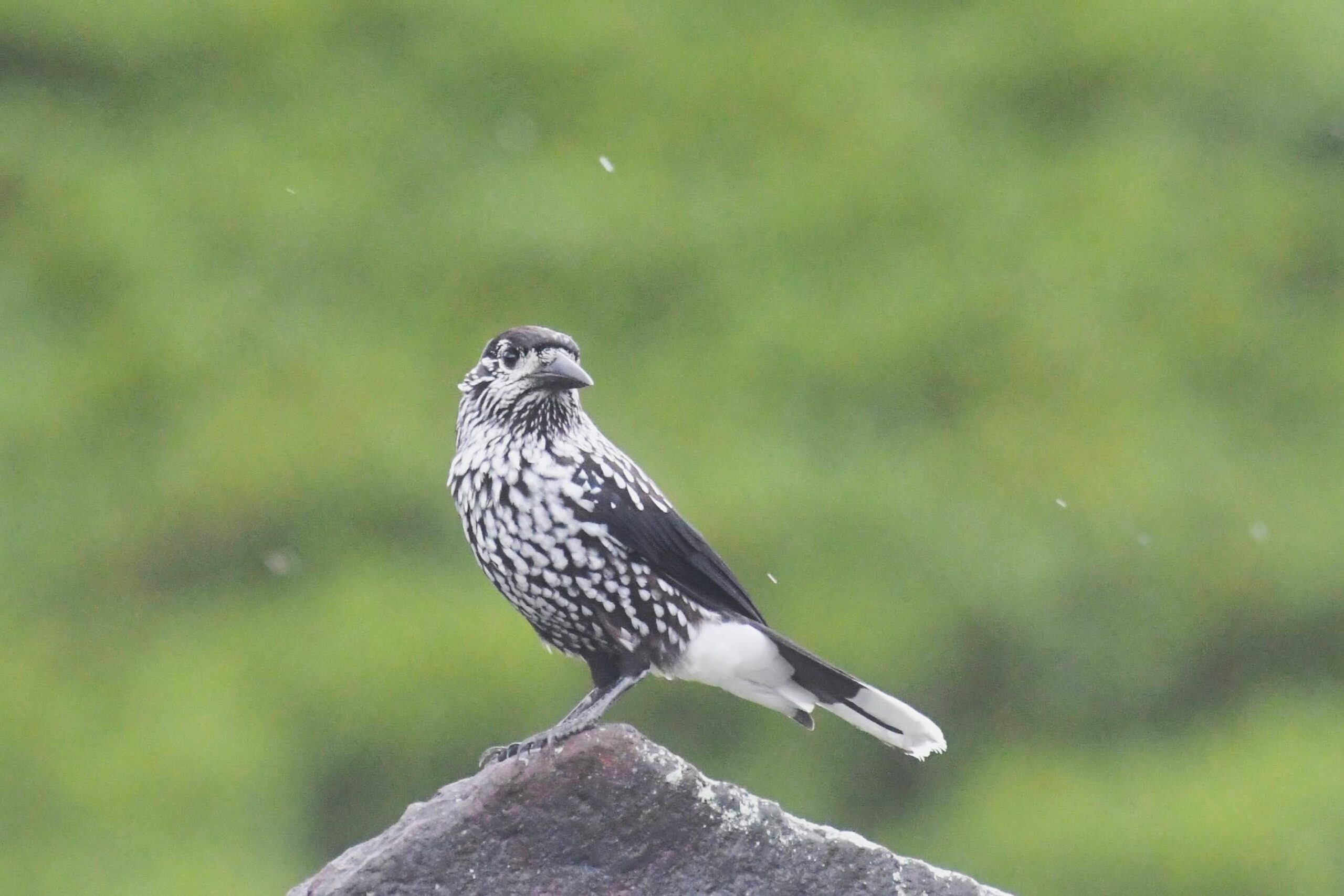 御嶽山でホシガラスに出会いたい！ | 野鳥と自然を観察中